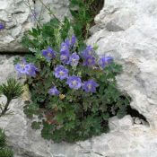 Sjeverni Velebit