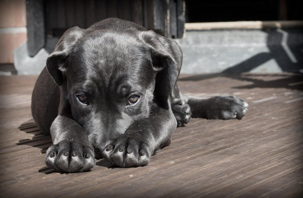 Umirovljenik ranio psa zračnom puškom Foto: Ilustracija | Pixabay