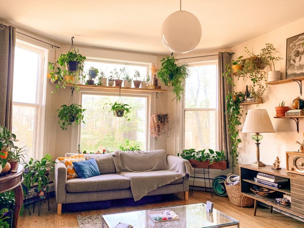 biljke u domu