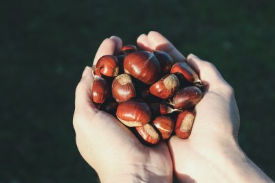 osoba u rukama drži kestene