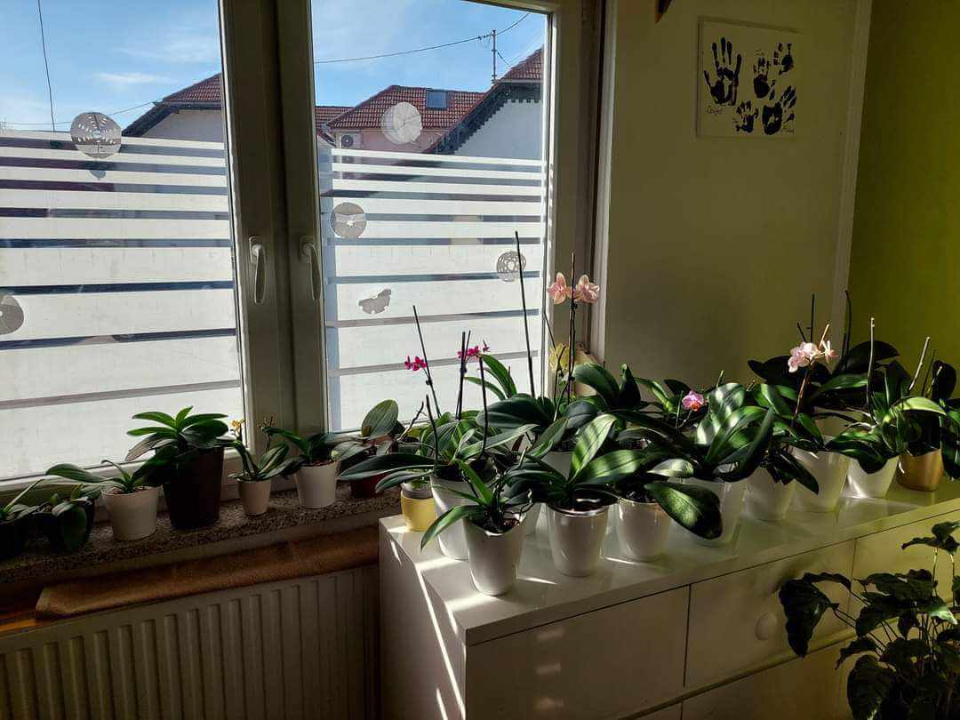 orhideje u prostoru