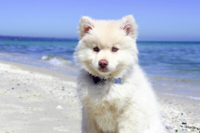 Bijeli mali pas na plaži