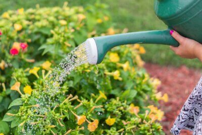 Ženska osoba zalijeva žute biljke u vrtu pomoću posebne kantice