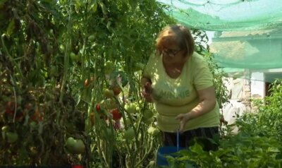 Ljiljana bere rajčice u svojem vrtu