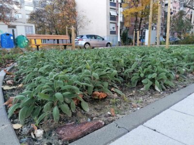 Park u Ulici Dragutina Kalea, Knežija