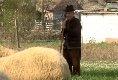 pastir zvonko s ovcama