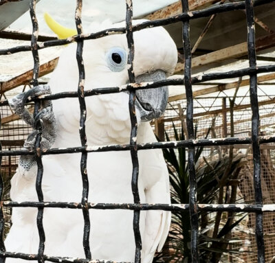 papagaj Koki u kavezu
