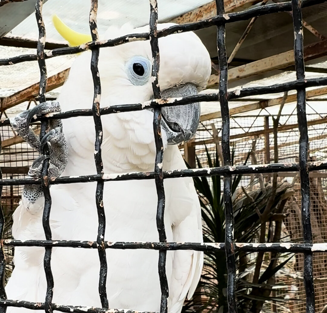 papagaj Koki u kavezu