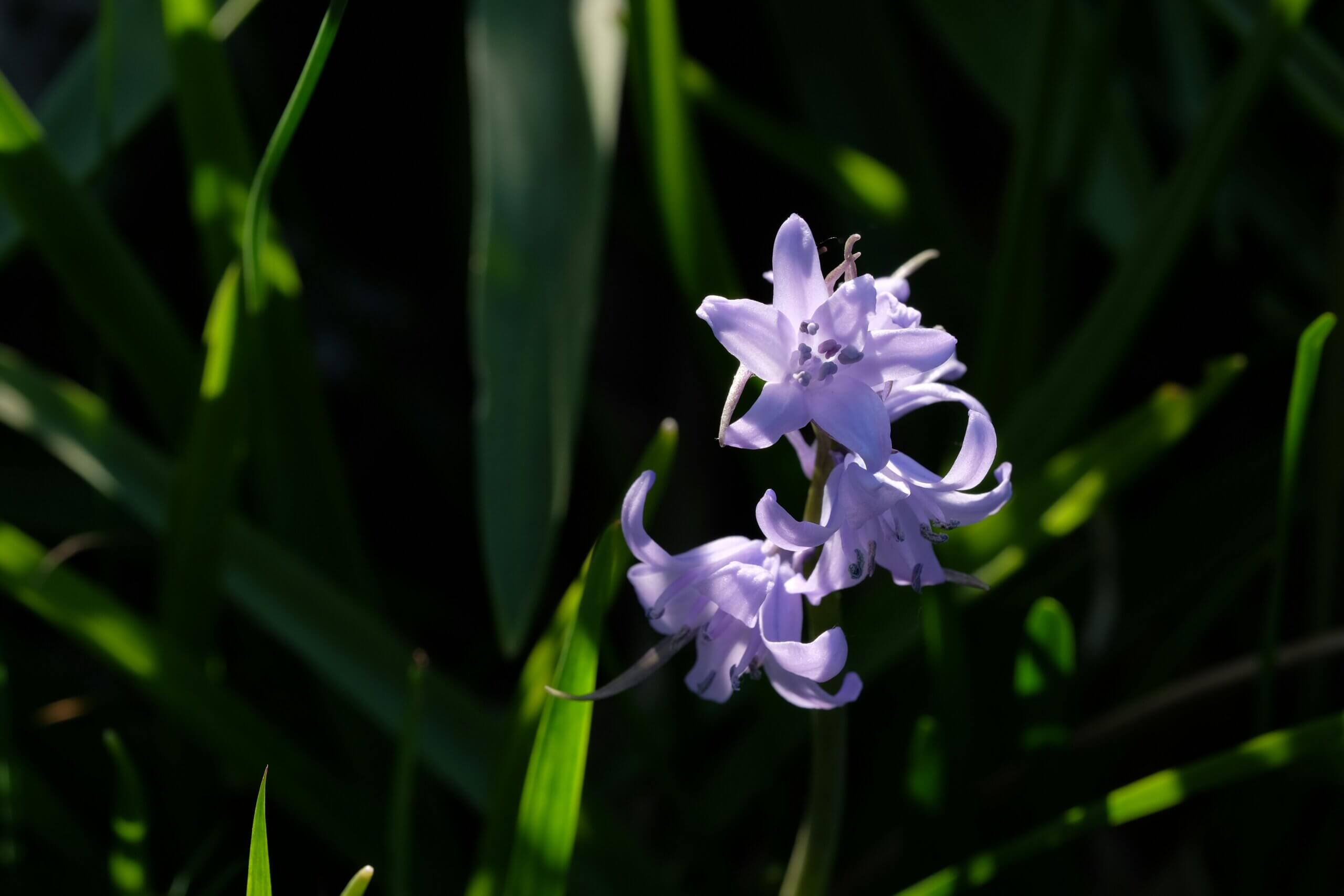 Španjolski zvončići (Hyacinthoides hispanica)