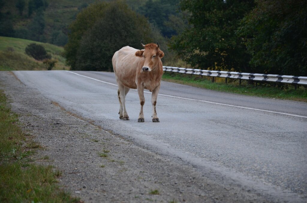 Krava na cesti