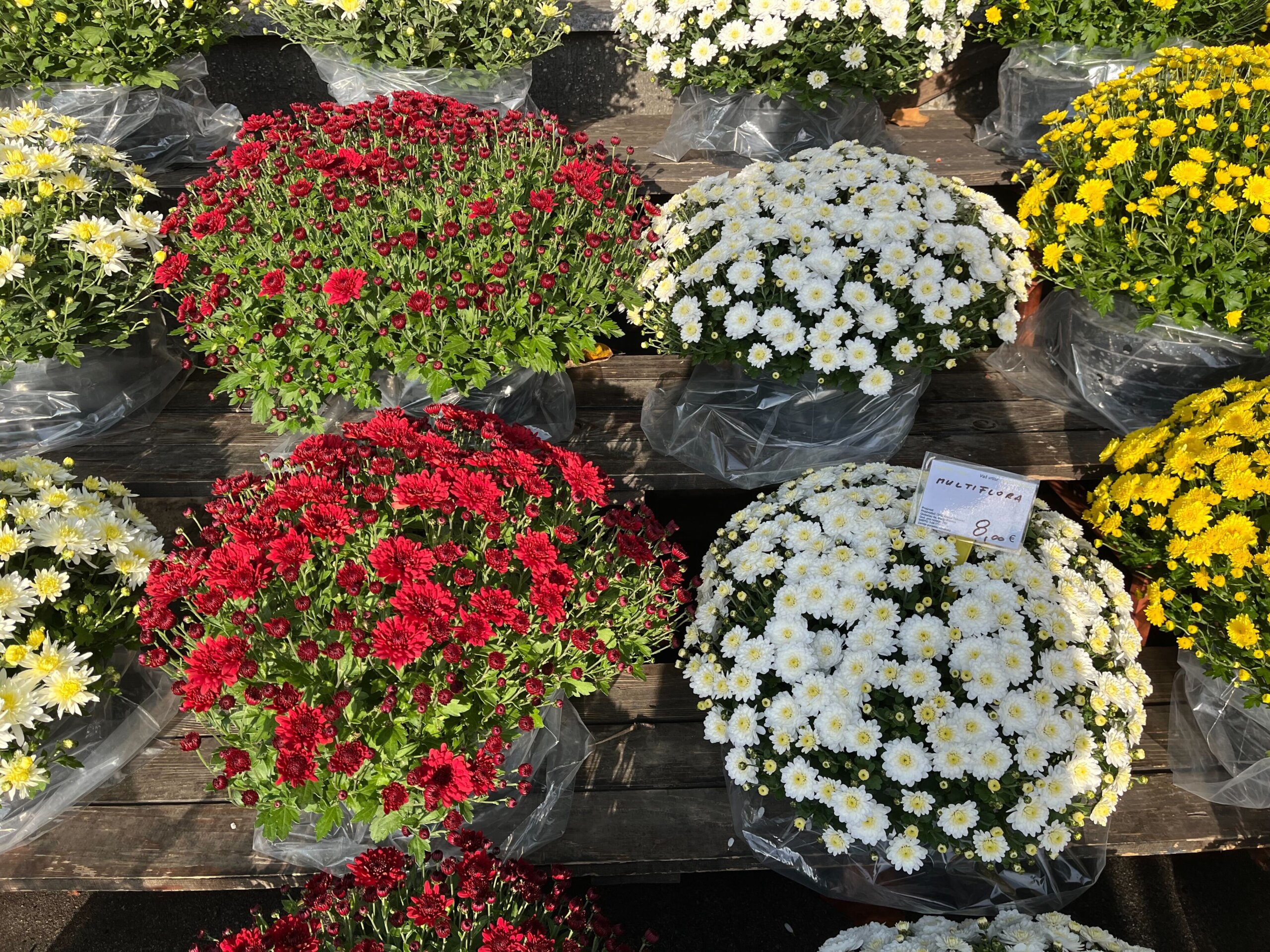 Crvene i bijele multiflore