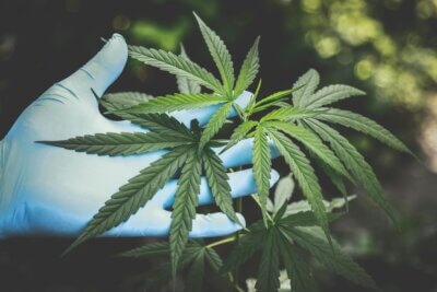 Marihuana