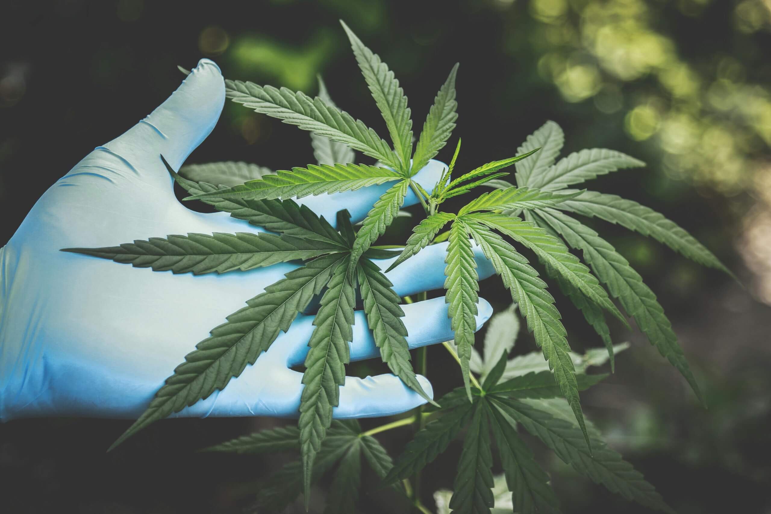 Marihuana
