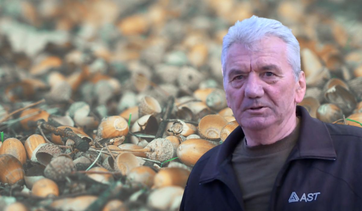 Sakupljač žireva Ivan Jurčević