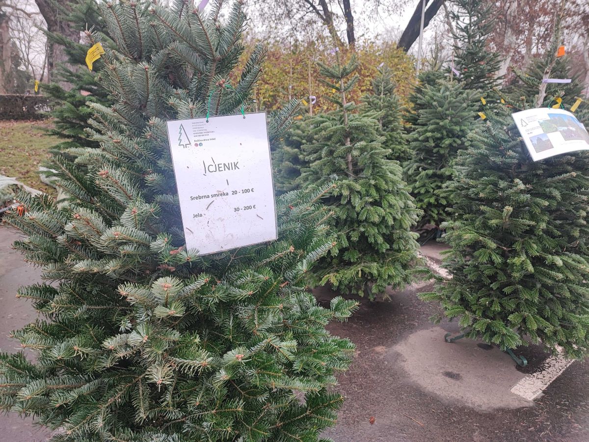 Cijene borova na Maksimiru