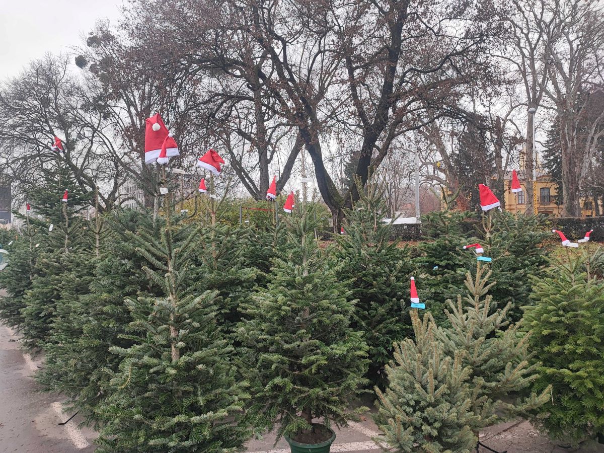 Prodaja borova na Maksimiru