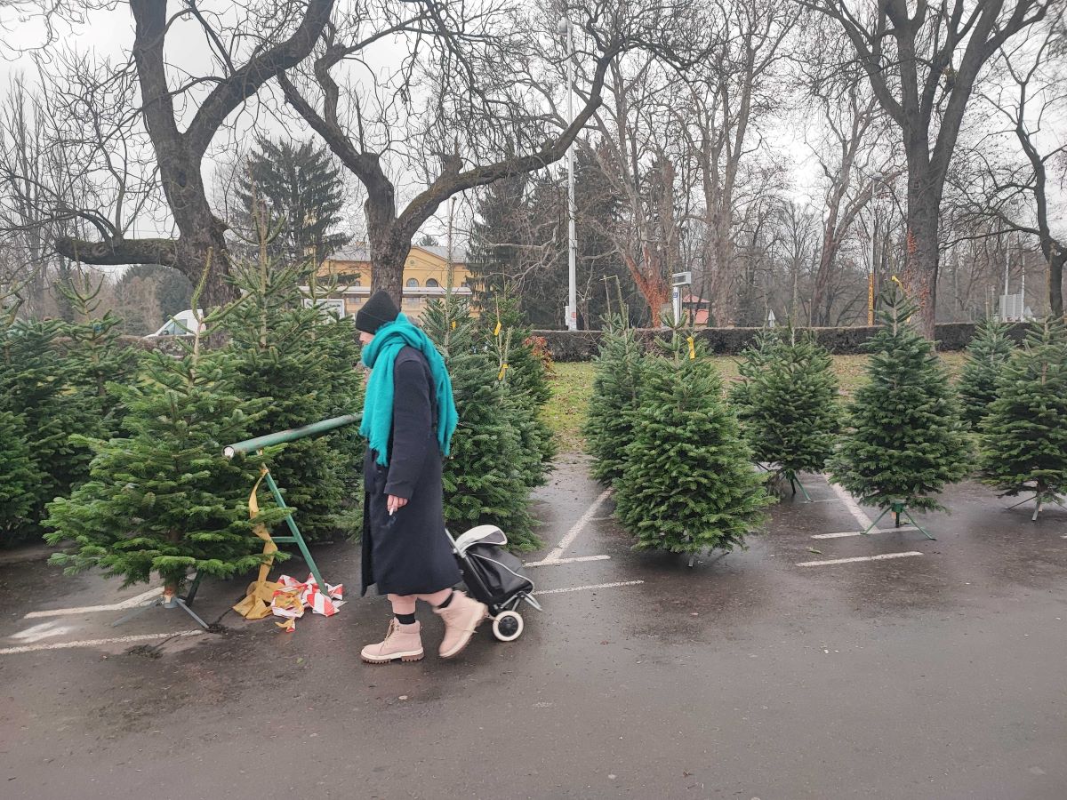 Prodaja borova na Maksimiru