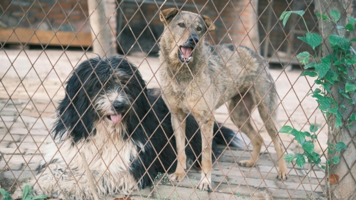 Psi izgrizli 66-godišnjakinju kod Čazme: Oduzeti su vlasniku koji je uhićen