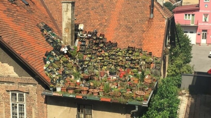 Krov stare kuće pretvoren u kreativni vrt sa stotinama teglica cvijeća