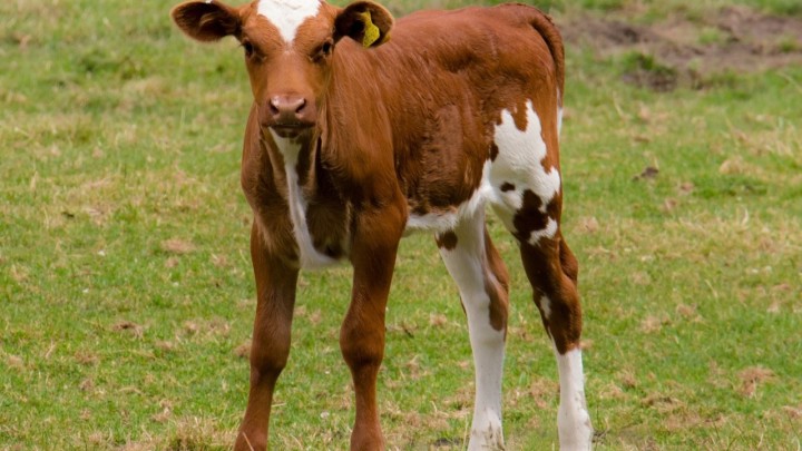 'Buljiti kao tele u šarena vrata' je izraz došao iz njemačkog jezika, a objašnjenje je zanimljivo