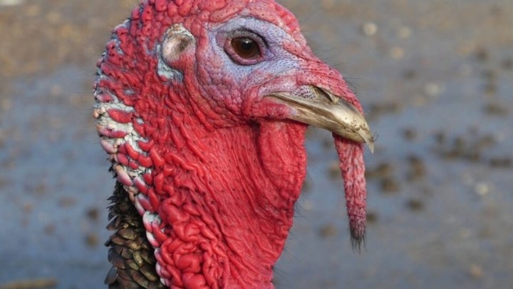 Znate li zašto se kaže 'Čuditi se kao pura dreku'? Donosimo objašnjenje stručnjaka