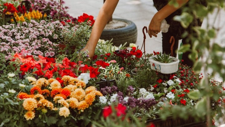 Cvjećari i drugi mali obrtnici još uvijek ne znaju hoće li moći raditi na blagdan Svih svetih