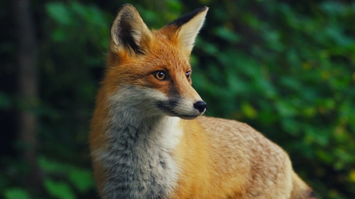 Nepozvana gošća: Umirovljenici u kuću ušla lisica, otišla je u spavaću sobu i zaspala