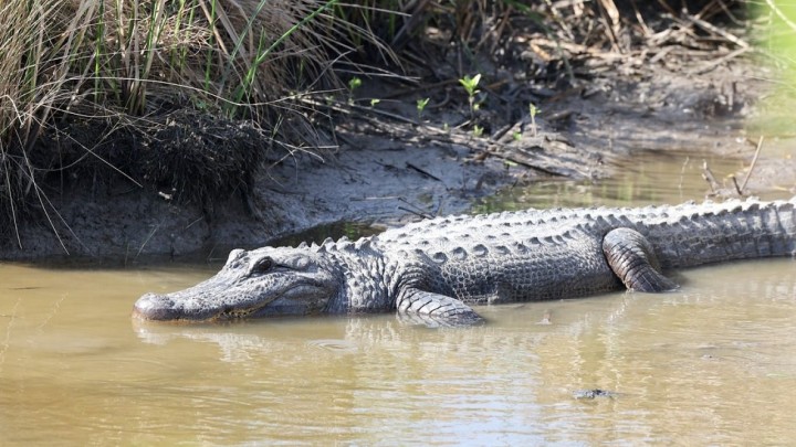 Aligator ubio 88-godišnjakinju: Njena obitelj tužila vodstvo umirovljeničkog naselja u Americi