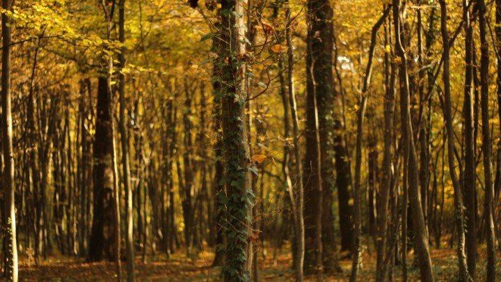 Jeste li znali da svako stablo u Zagrebu ima GPS? Razlog za to je izrazito domišljat