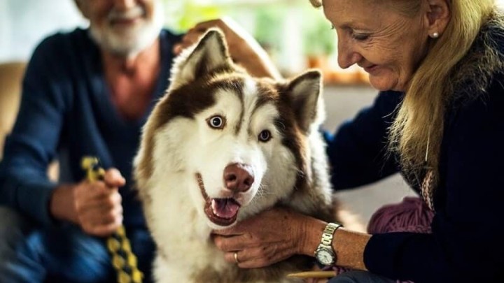 Istraživanje s 20.000 ispitanika: Evo zašto biste odmah trebali nabaviti kućnog ljubimca