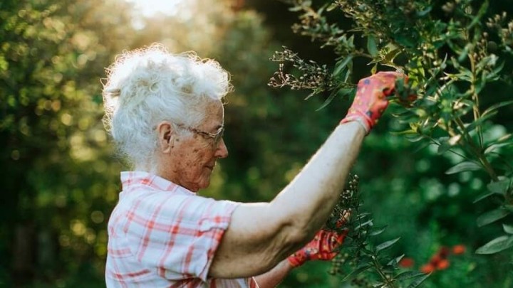 Kako do poljoprivredne mirovine? Uopće nije bitna količina zemlje, već porezna davanja državi