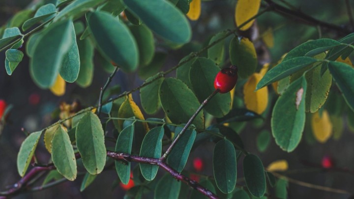 Divlji šipak: Zašto je toliko dobar i kako se od njega radi pekmez?