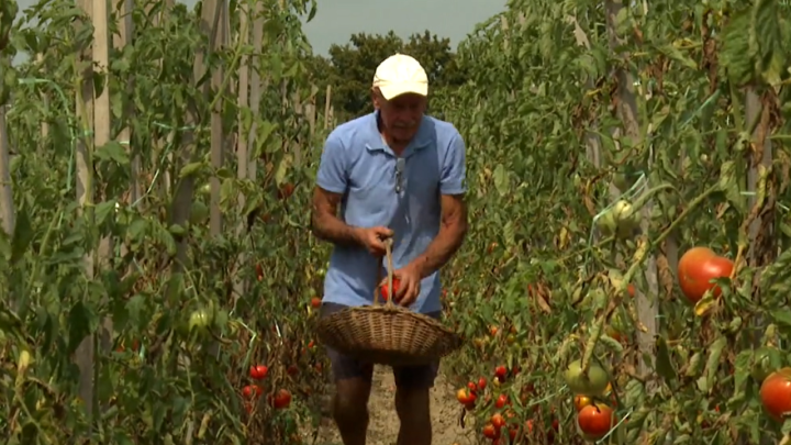 Umirovljenik Božo se prihvatio poljoprivrede – Sve mu se isplatilo i, k tome, zarađuje