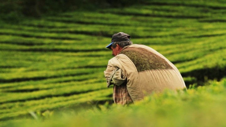 Statistika turobna kao slavonska ravnica: Poljoprivredne mirovine su na niskim granama