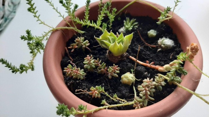 Razmnožite svoje najdraže biljke - dobivanje novih biljaka bez sjemena