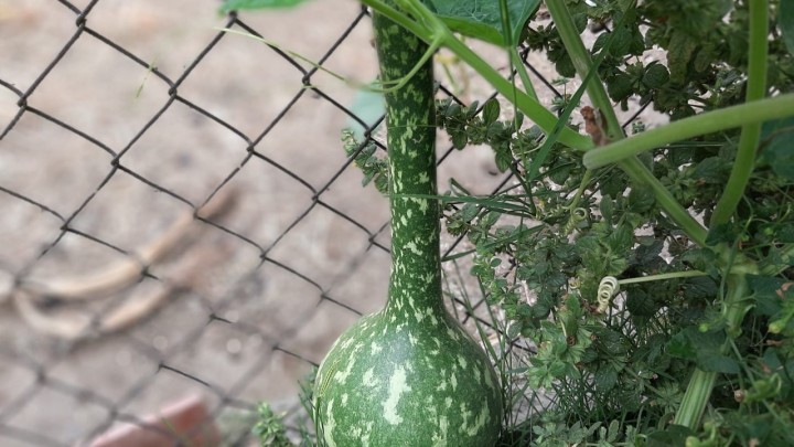 Zaboravljena tikva šef - prije korištene kao čaše, grabilice i boce za vodu, a danas su kućice za ptice