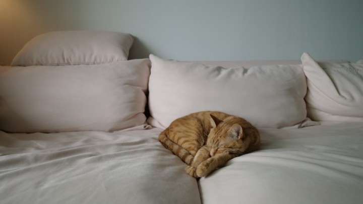 Umirovljenik podijelio trik za brzo zaspati: 'Otkrio sam ga kada sam gledao mačke i pse'