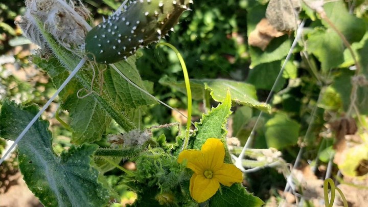 Zašto su krastavci gorki? Kako to izbjeći te što napraviti s gorkim krastavcima