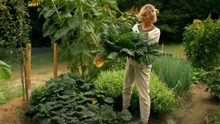 Nova sezona Vrtlarice: "Oko uzgoja postoje razne zablude koje bih htjela razbiti"