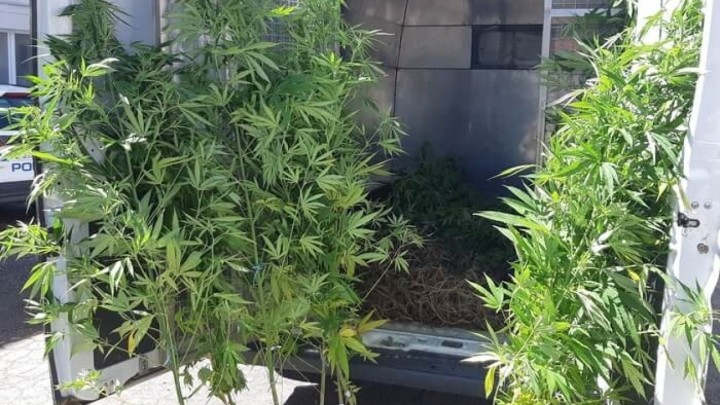 Ulovila ih policija: Umirovljenik (65) i deset godina mlađi suradnik sadili marihuanu