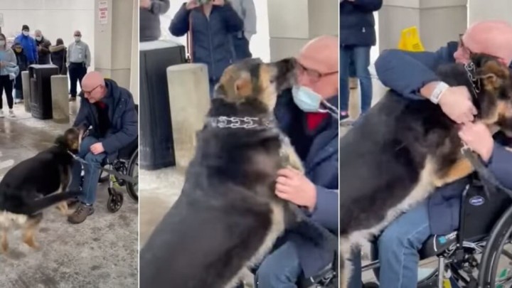 Umirovljenik prije četiri mjeseca udomio kujicu koju nitko nije htio. Sada je ona njemu spasila život