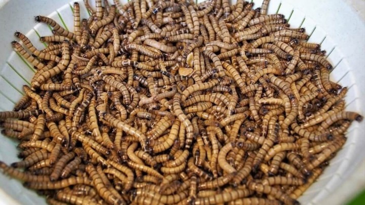 EU računa na puno gladnih penzića? Prošlog tjedna odobrili crve kao sigurnu hranu punu proteina