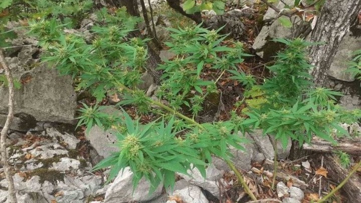 Umirovljenik (71) uzgajao marihuanu, policija mu sve oduzela