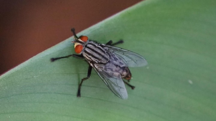 Kakav peh: Umirovljenik pokušao ubiti muhu, eksplodirao mu dio kuće