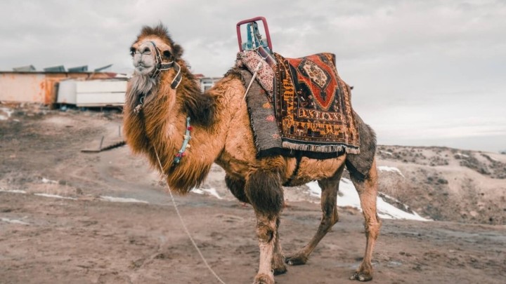 Umirovljenik oslobodio krdo deva, u okolnim selima nastao kaos