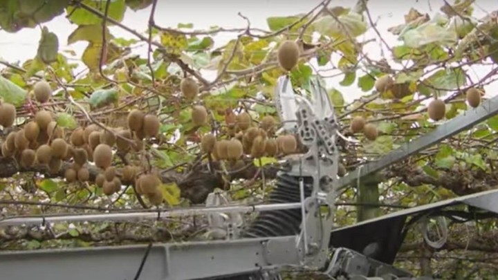 Sezonsko voće i povrće umjesto umirovljenika i studenata brat će - roboti?