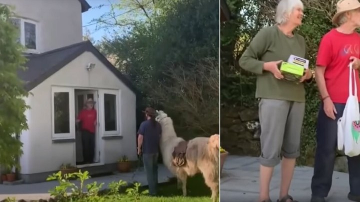 Ova životinja mami osmijeh na lice: Tijekom pandemije starijima dostavljao potrepštine s ljamom