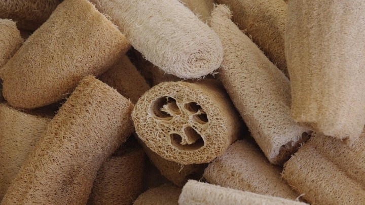 Evo načina kako da u vlastitom dvorištu uzgojite spužvu za pranje suđa