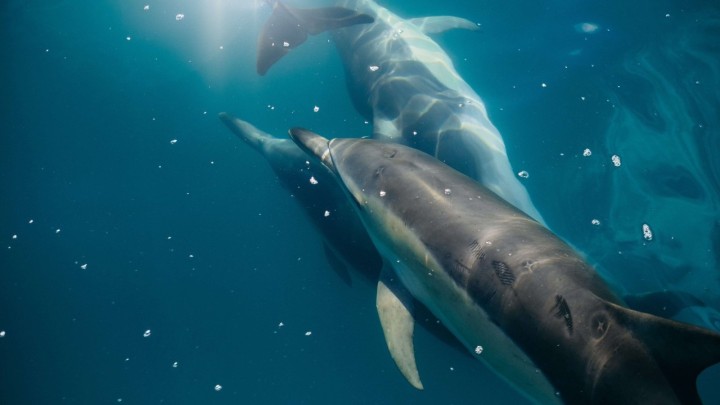 Planet se liječi zahvaljujući globalnoj izolaciji - pozitivne strane pandemije