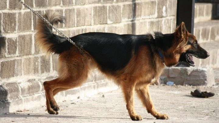 Umirovljenik zavezao psa za auto i vukao ga po cesti. Građani pozvali na linč starca!